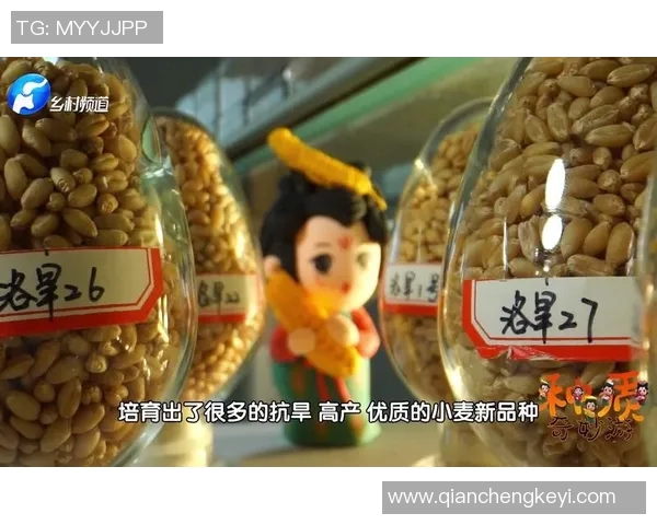 粮仓中的足球明星揭示了运动与农业的奇妙结合与背后的故事
